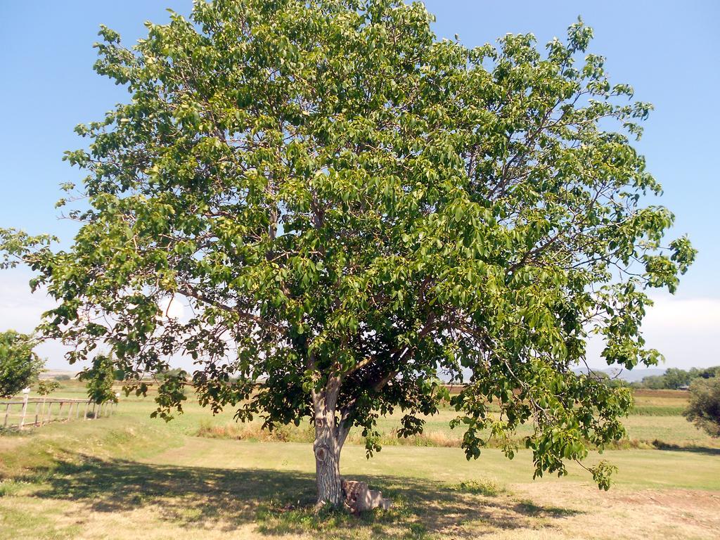 Agriturismo San Matteo Tarquinia Eksteriør bilde